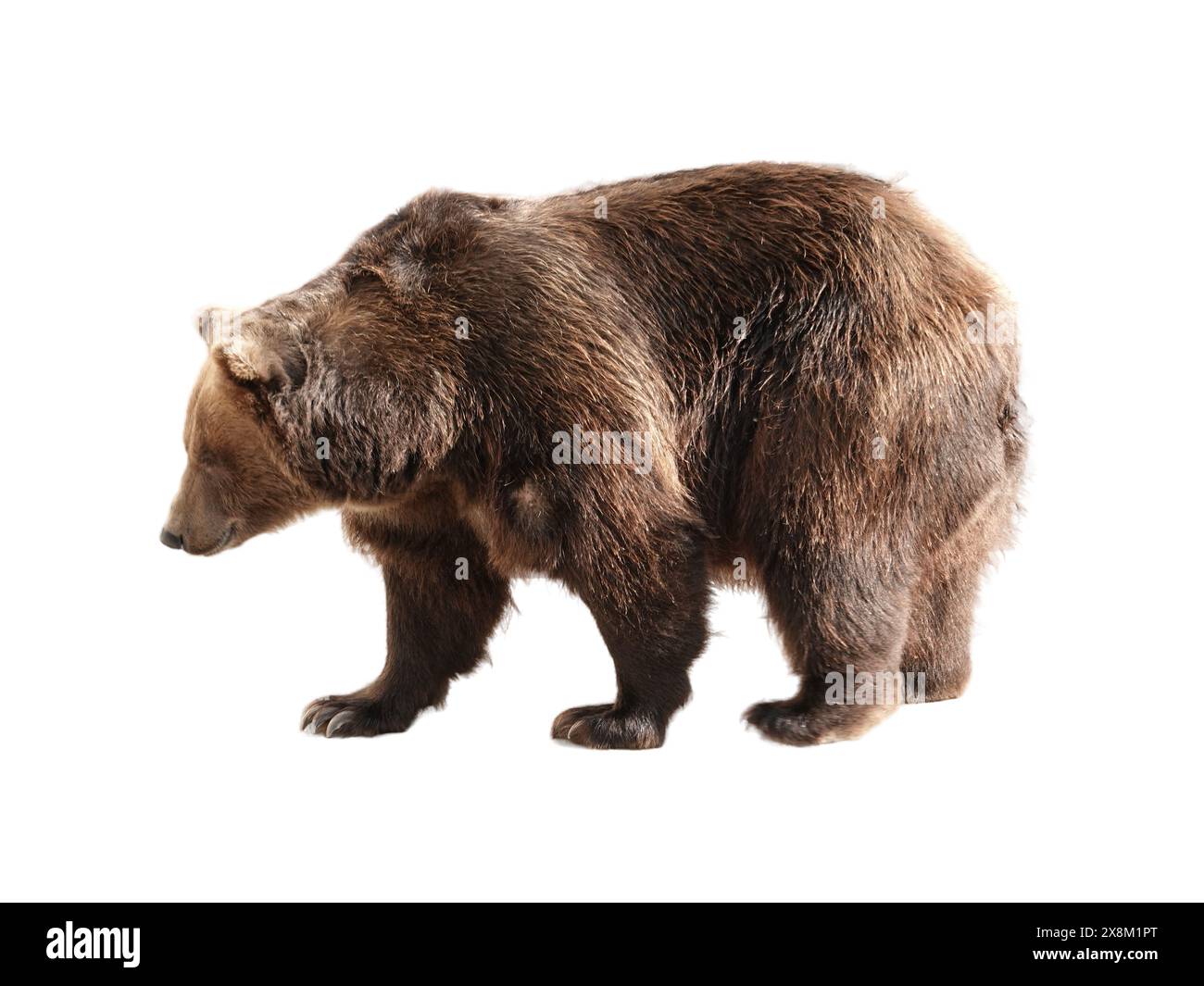 Big brown bear isolated on white background Stock Photo - Alamy
