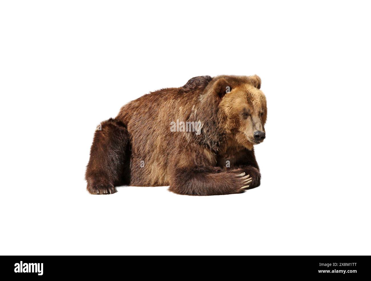 Big brown bear isolated on white background Stock Photo - Alamy