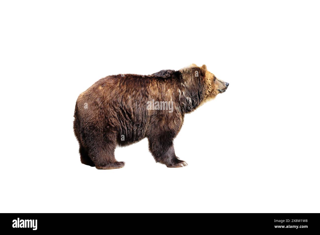 Big brown bear isolated on white background Stock Photo - Alamy