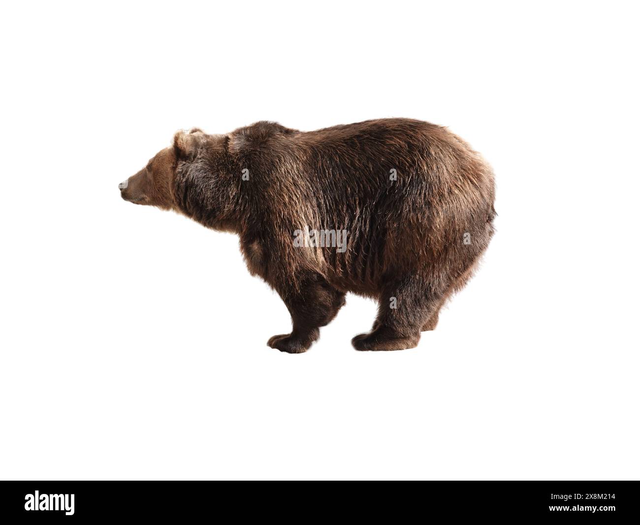 Big brown bear isolated on white background Stock Photo - Alamy