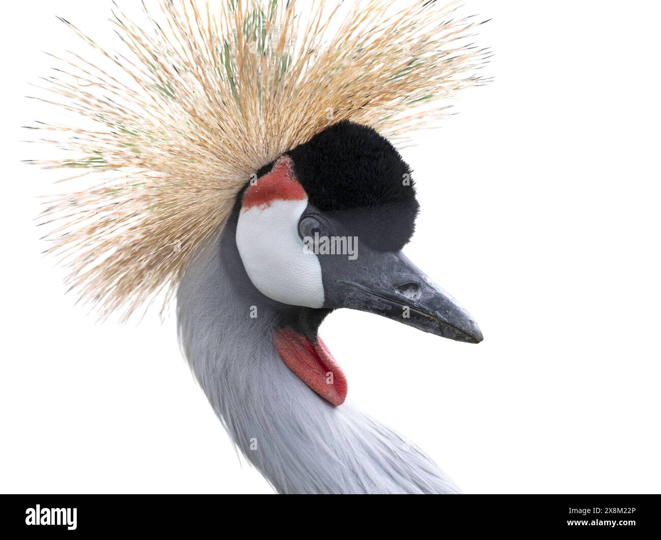 Beautiful poultry crowned crane isolated on white background Stock ...