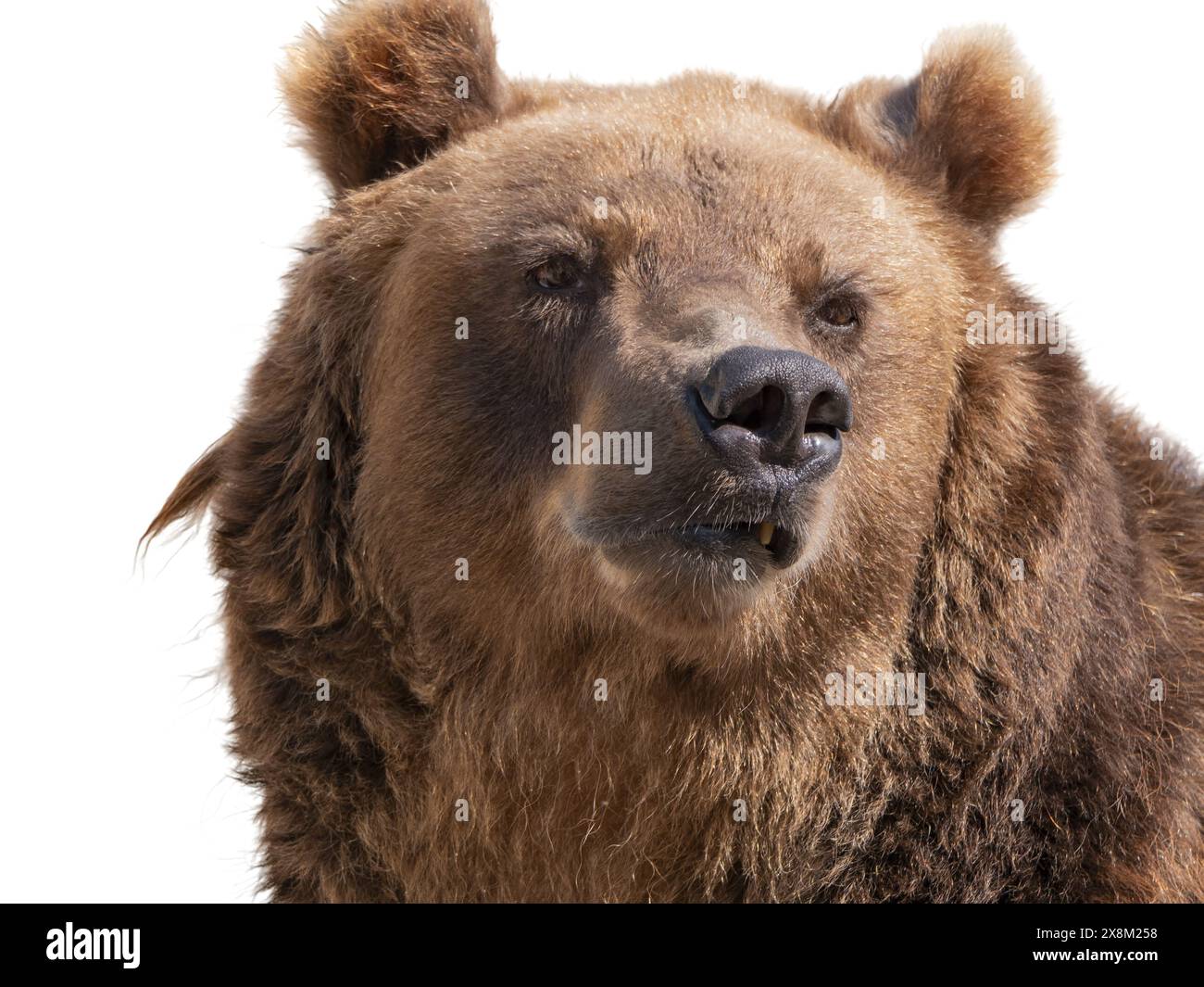 Big brown bear isolated on white background Stock Photo - Alamy