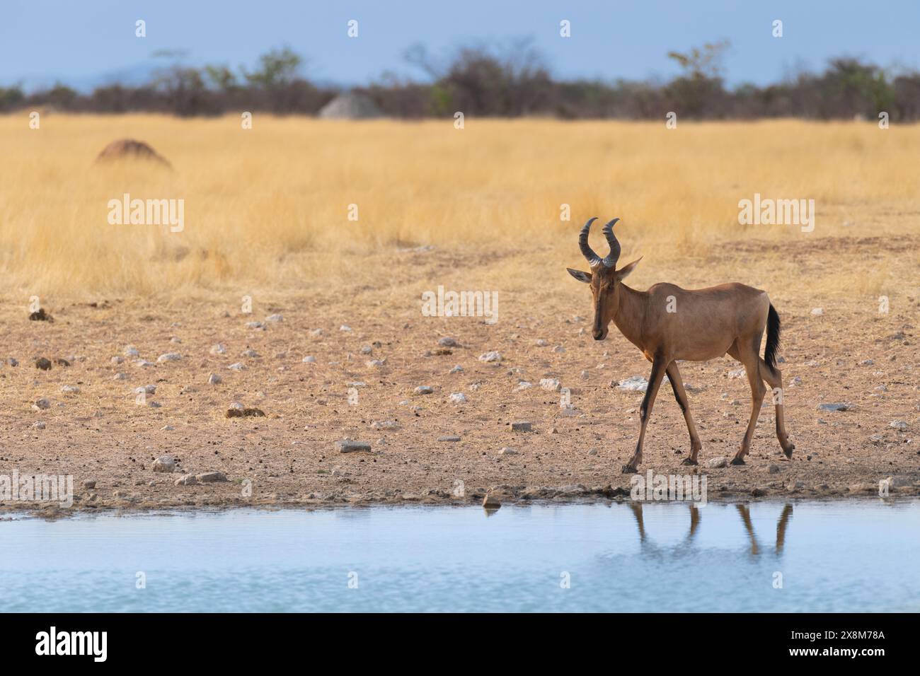 Tsessebe or sassaby, Damaliscus lunatus lunatus, Bovidae, Etosha National Park, Africa Stock Photo