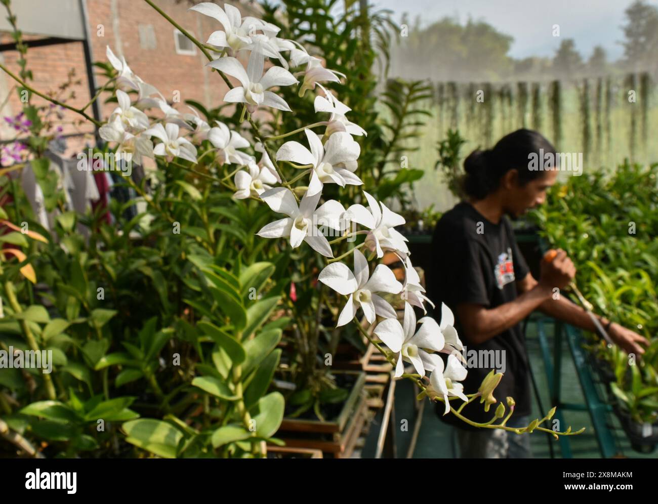 Malang, East Java, Indonesia. 26th May, 2024. A farmer watering ...