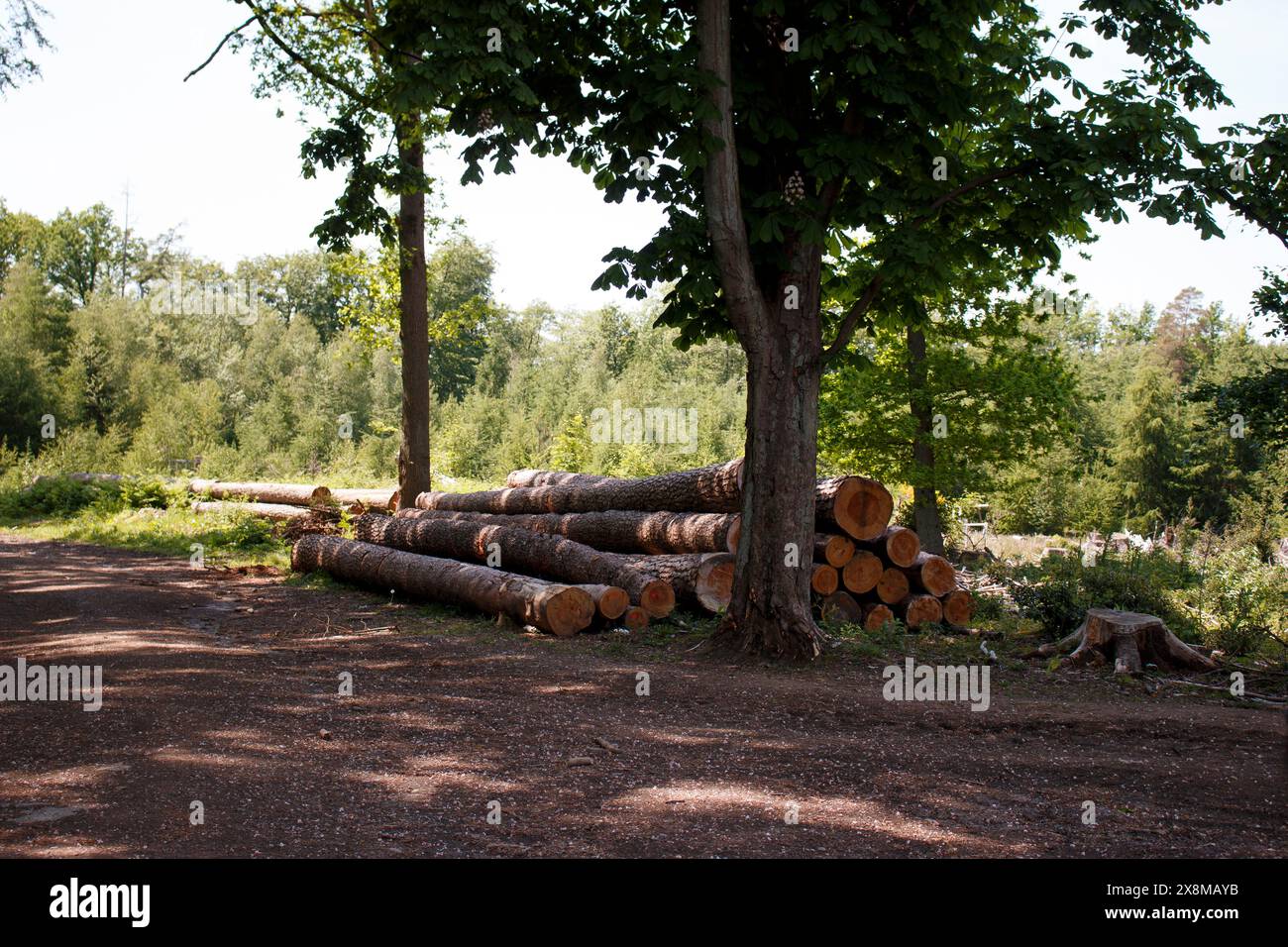 Sawed tree trunks stacked between trees in the forest Stock Photo