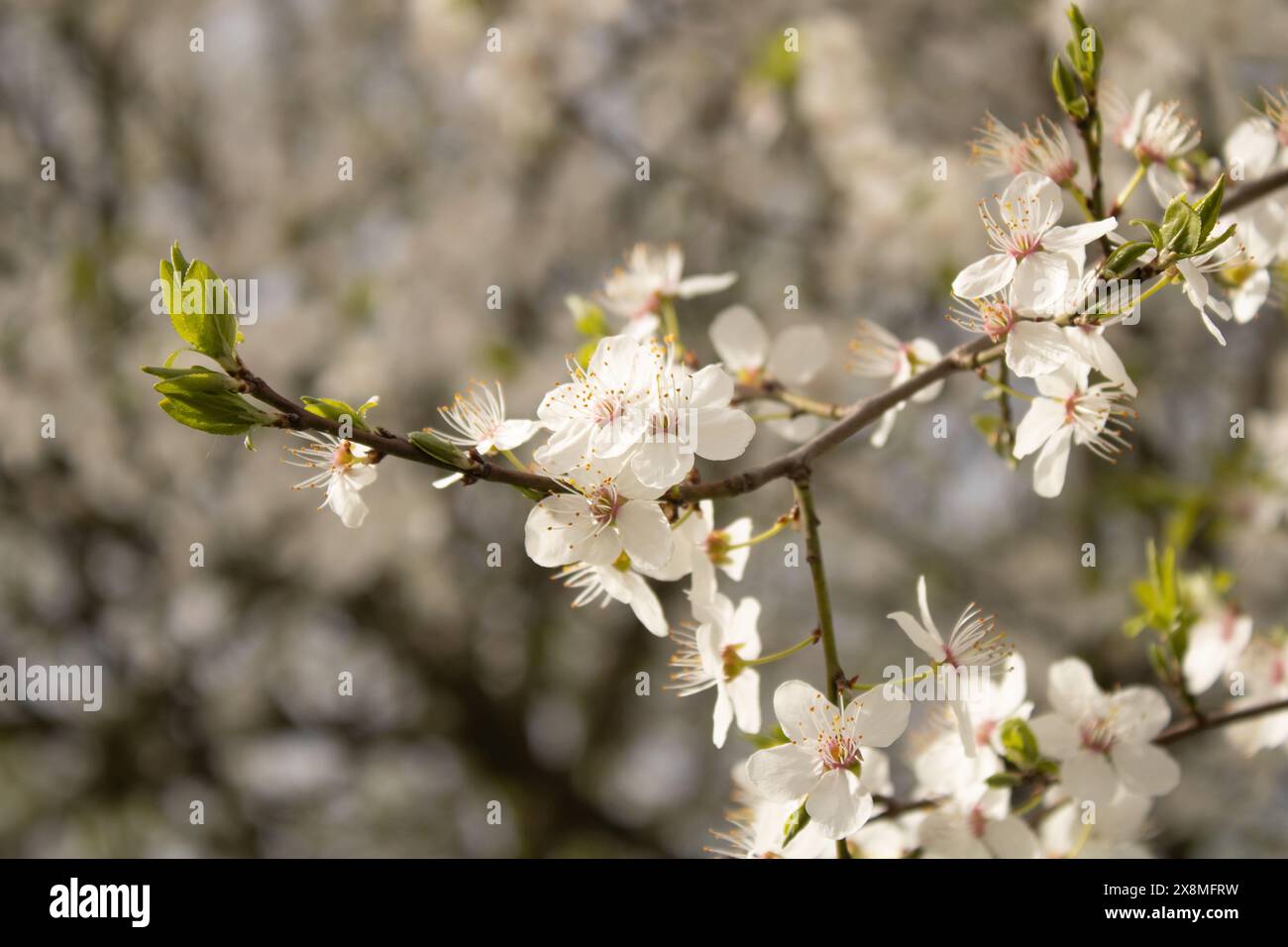 Blooming apple tree in spring on blue sky. Detail of an apple blossom. Stock Photo