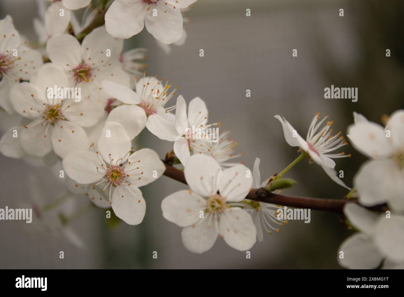 apple tree blossom blue sky spring Stock Photo