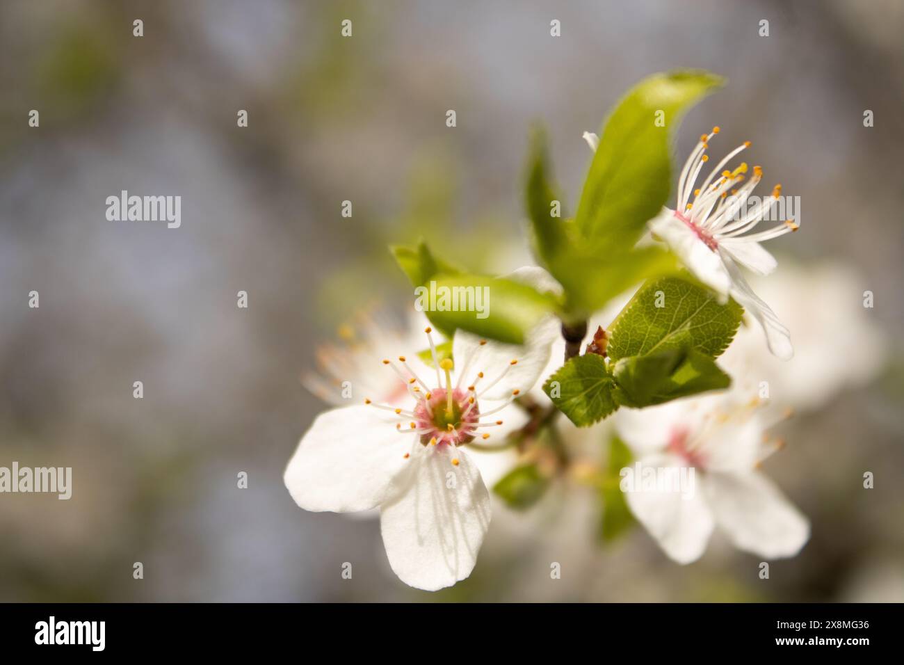 apple tree blossom blue sky spring Stock Photo