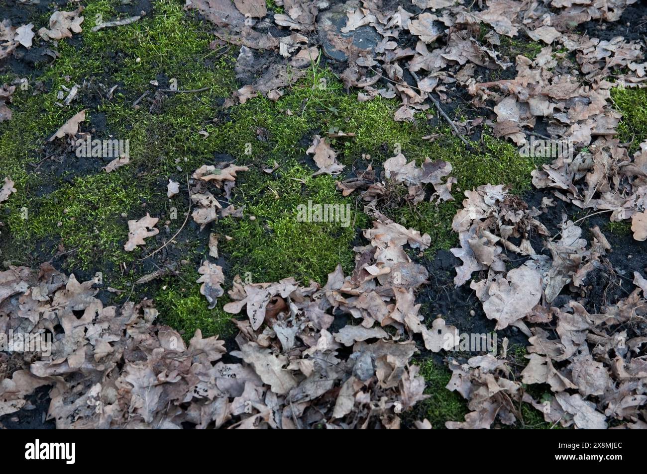 the ground covered with green moss and fallen oak leaves Stock Photo ...