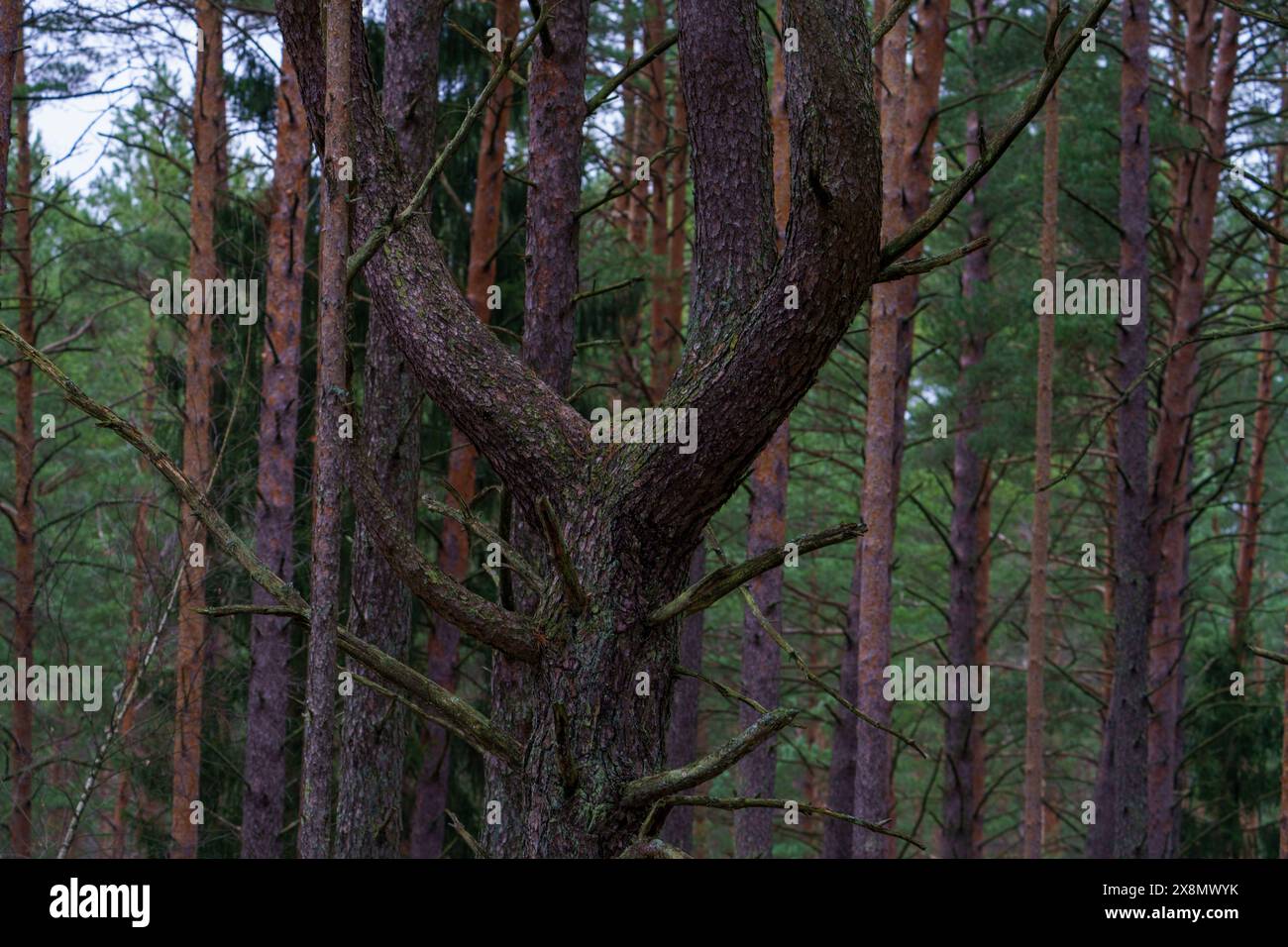 Pine tree in Dzūkija National Park, Lithuania Stock Photo