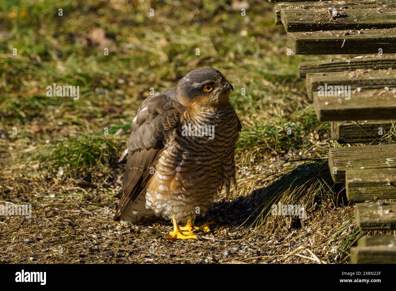 Accipiter nisus Family Accipitridae Genus Accipiter Eurasian