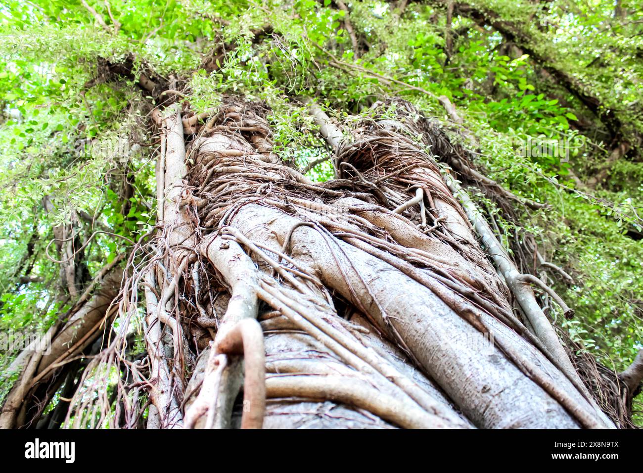 Canopy of intertwined foliage hi-res stock photography and images - Alamy