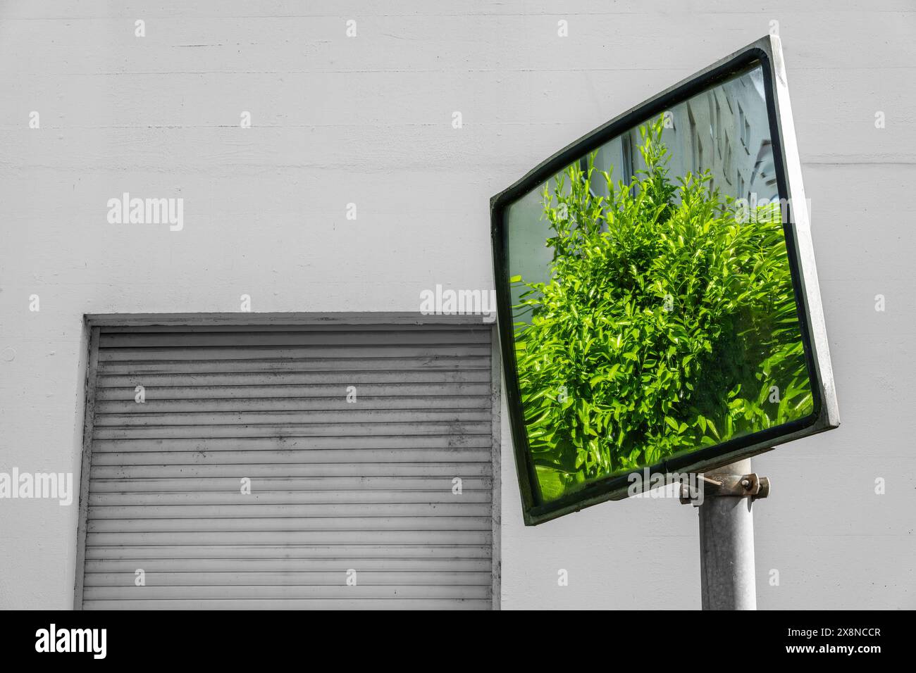 Square traffic mirror reflecting lush green bush, against a white wall with closed roll-down shutter. Stock Photo