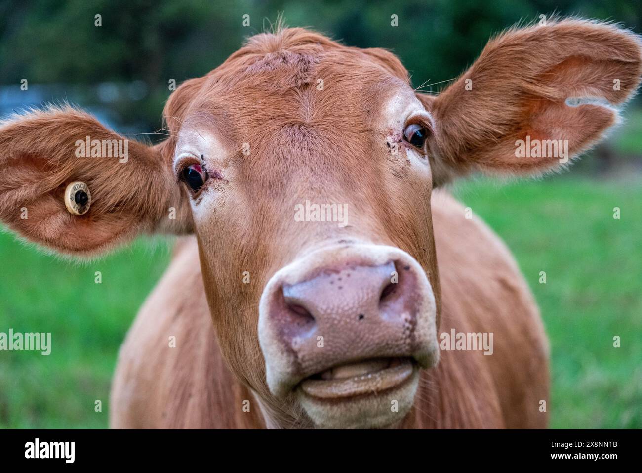 Portrait of a cow, facing the camera Stock Photo - Alamy