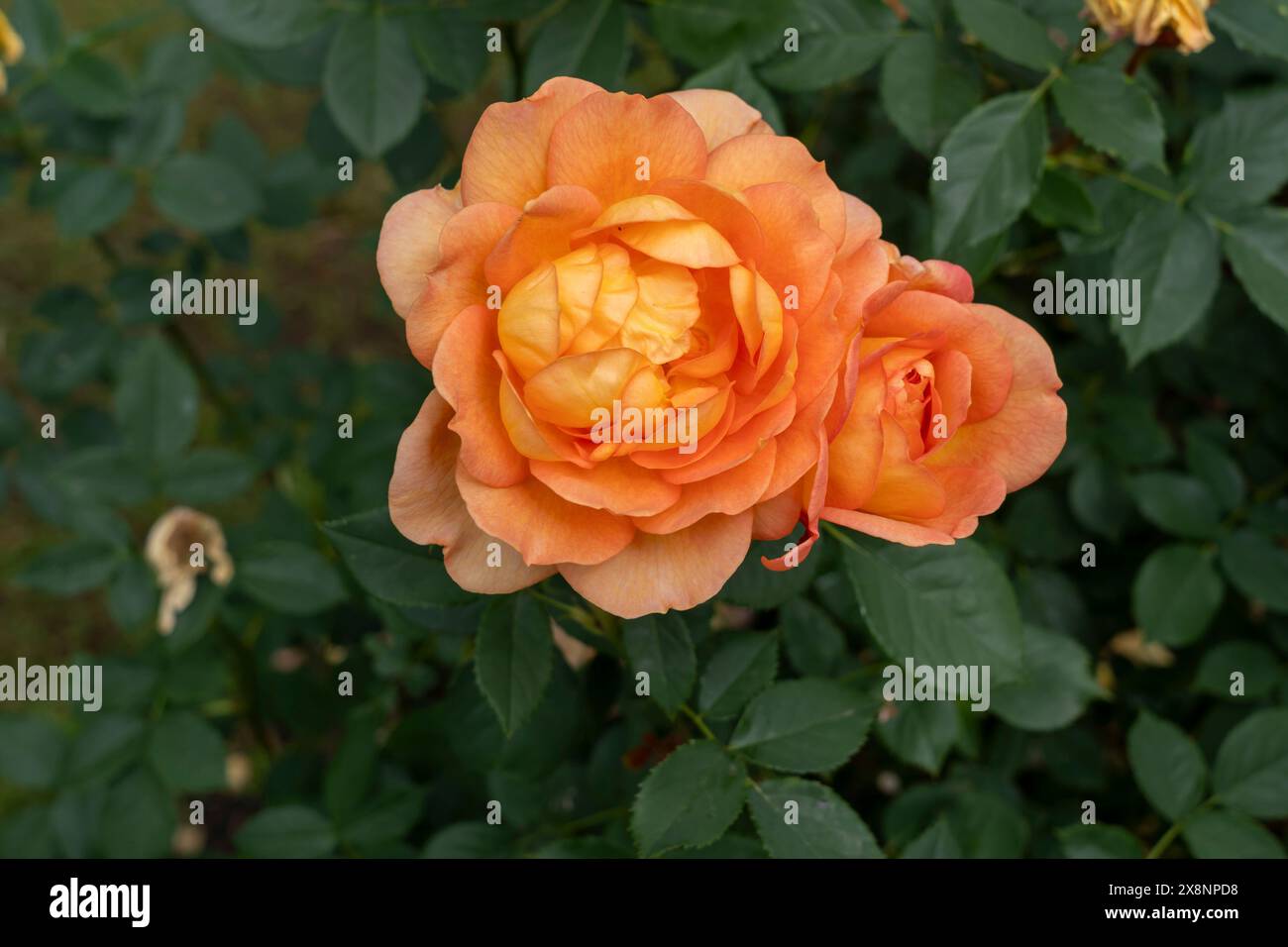 lady of shalott rose bush