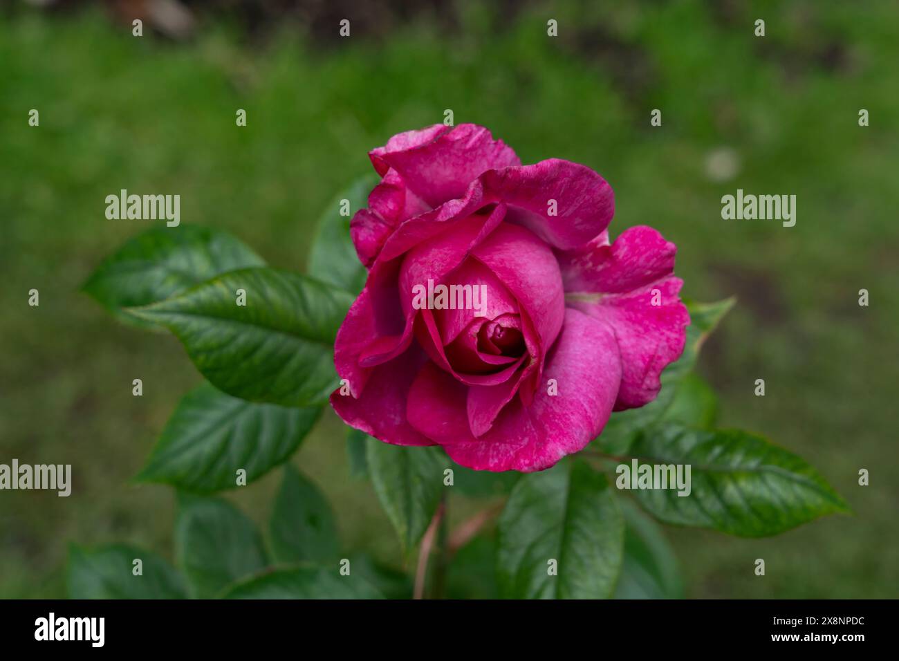 A Sugar Plum (Rosa 'Gloriana 97') Rose flower growing in the garden. United States. Stock Photo