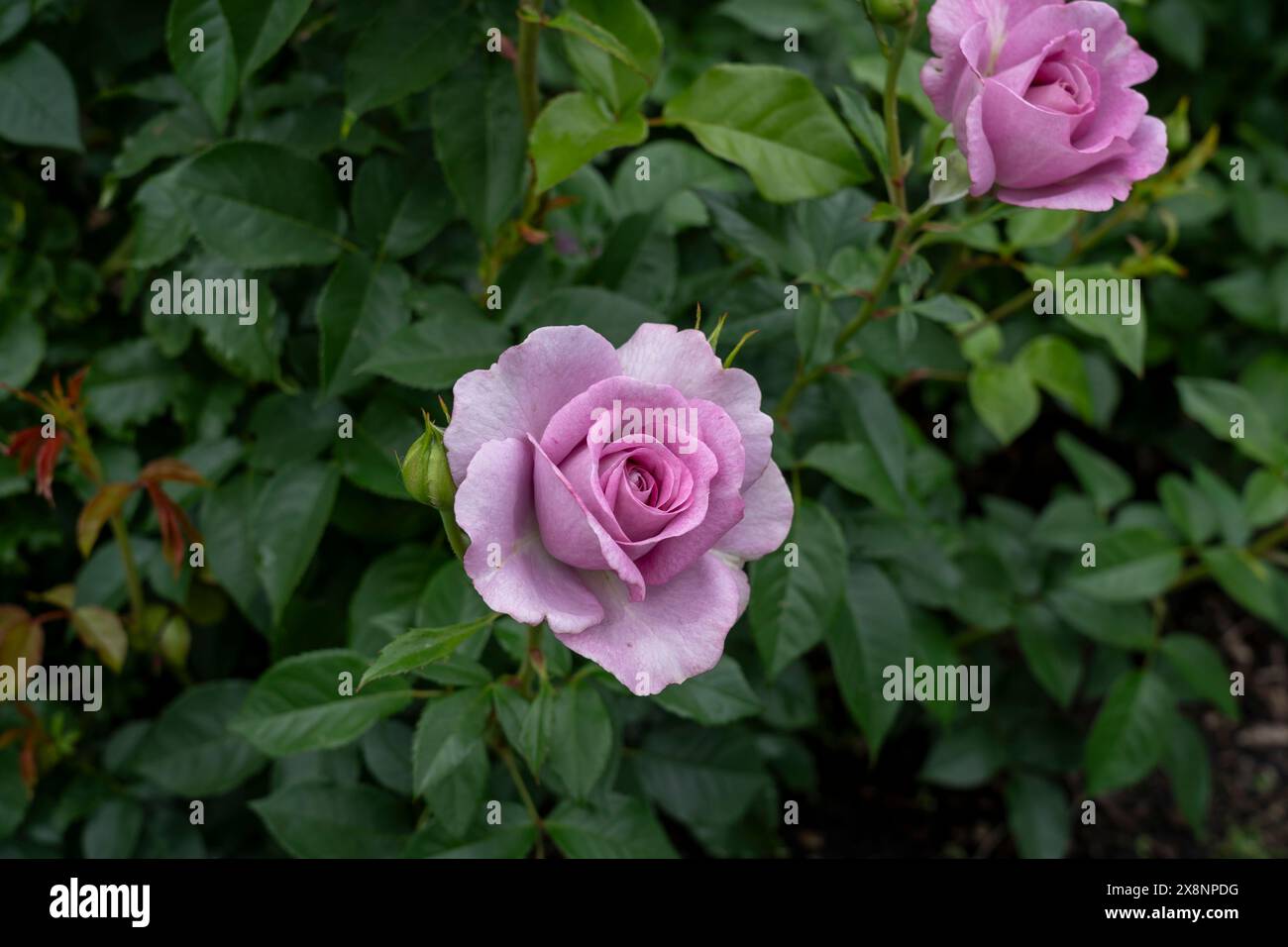 Violet's Pride Rose flowers growing in the garden. United States. Stock Photo