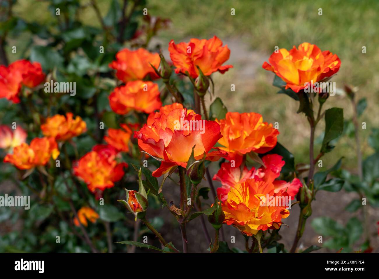 Fired Up Rose flowers growing in the garden. United States. Stock Photo