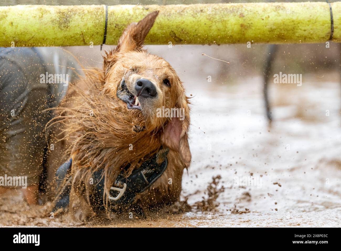 Golden Retriever dog shaking off muddy water after a mud race obstacle ...