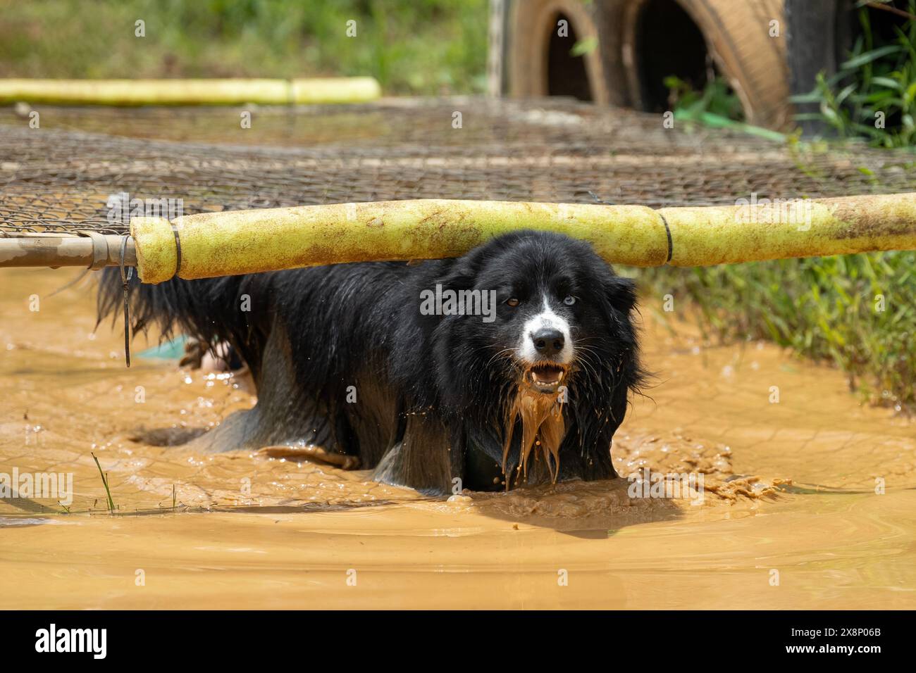 Australian Shepherd dog coming under a chainlink obstacle at a mud race ...