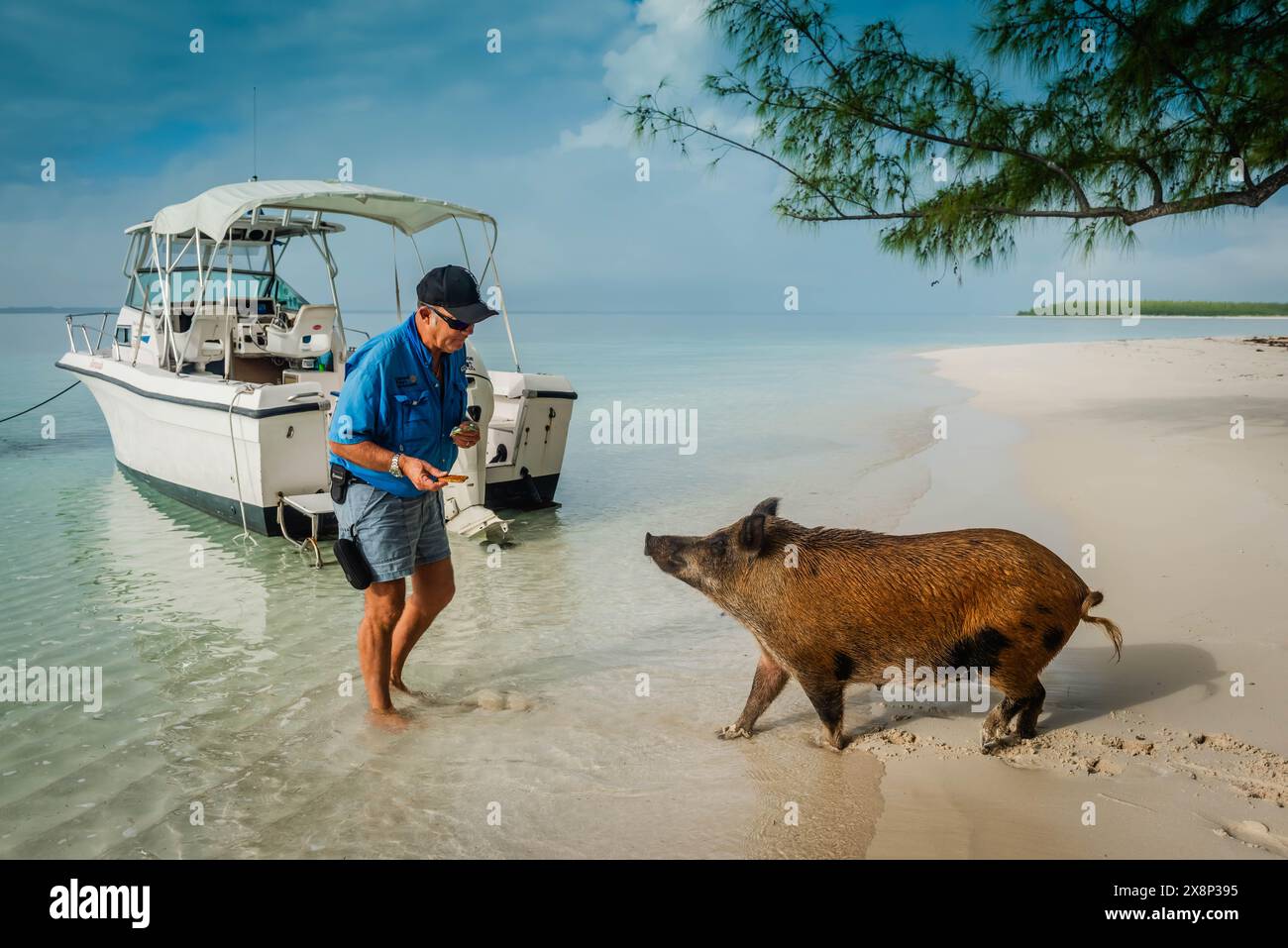 Boat captain feeds wild pig on beach at island inhabited by swimming pigs. Stock Photo