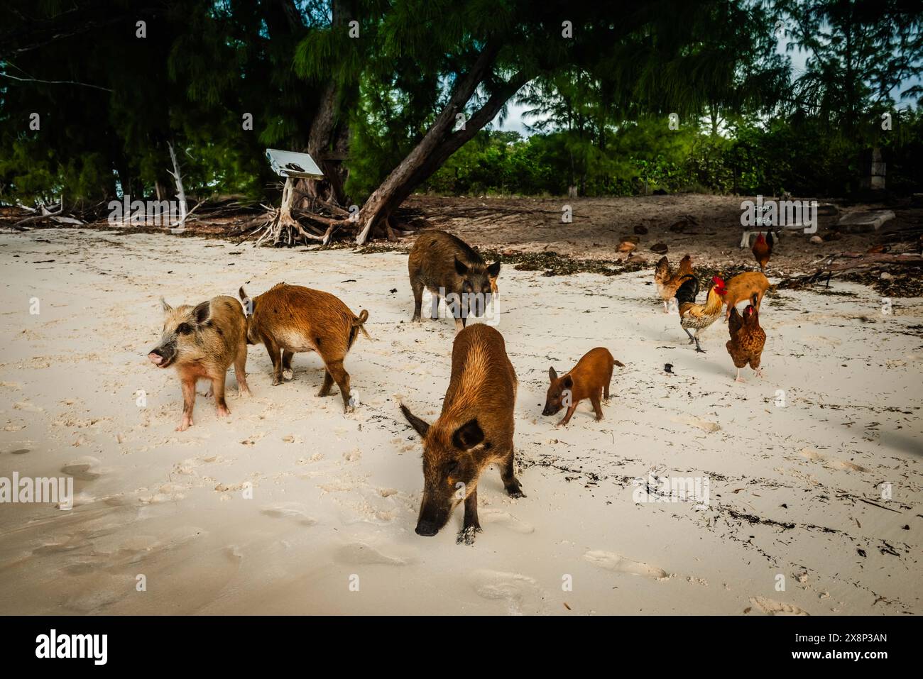 Tourist excursion to isolated island in the Bahamas inhabited by wild swimming pigs. Stock Photo