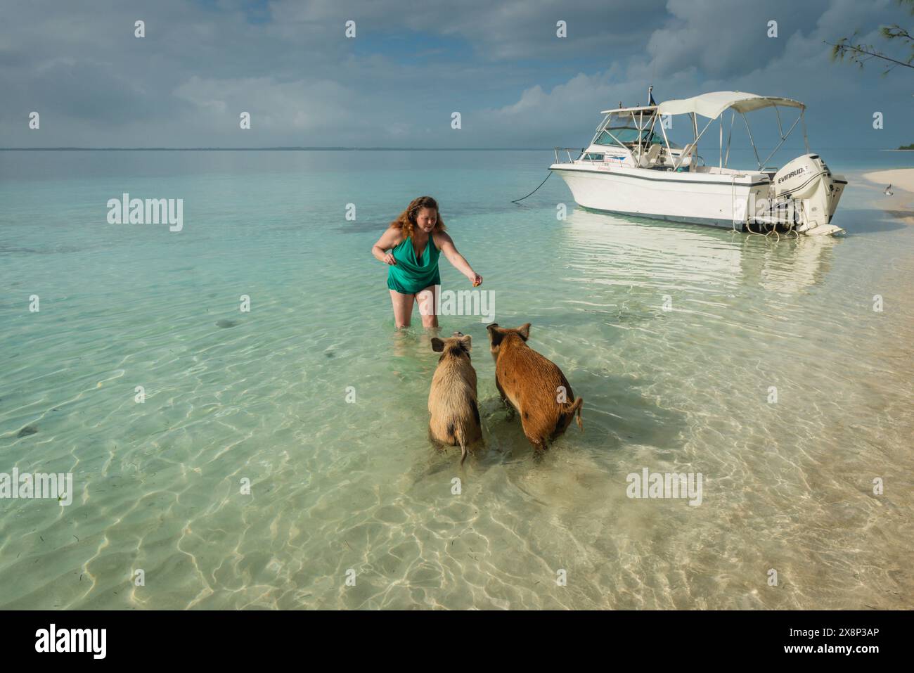 Tourist excursion to isolated island in the Bahamas inhabited by wild swimming pigs. Stock Photo