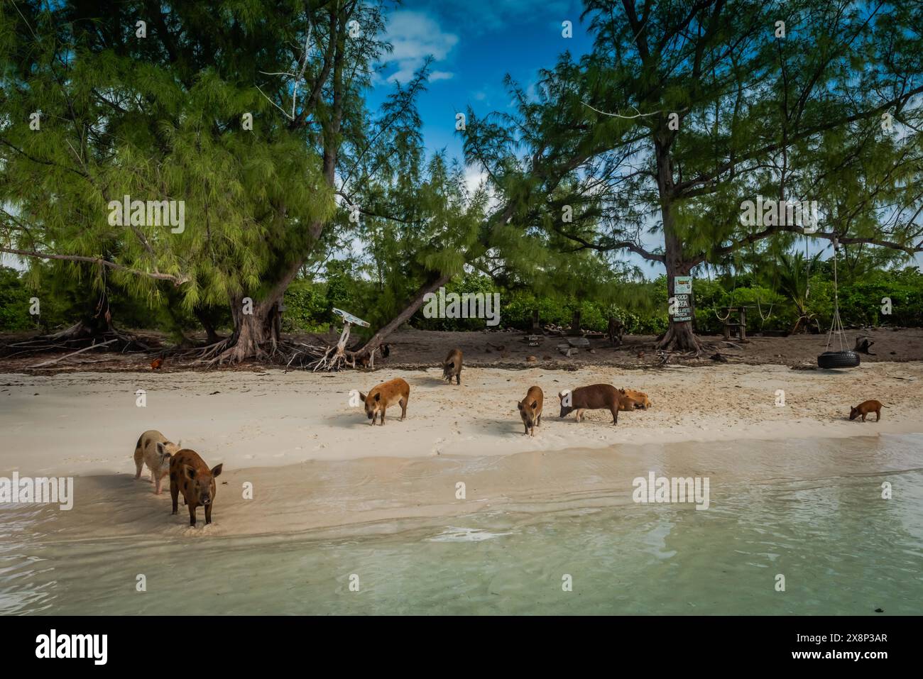 Tourist excursion to isolated island in the Bahamas inhabited by wild swimming pigs. Stock Photo