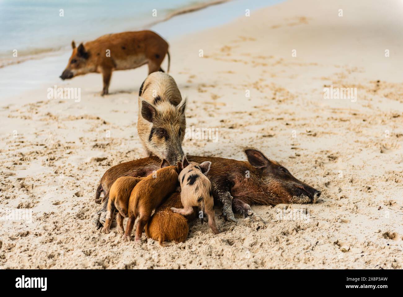 Tourist excursion to isolated island in the Bahamas inhabited by wild swimming pigs. Stock Photo