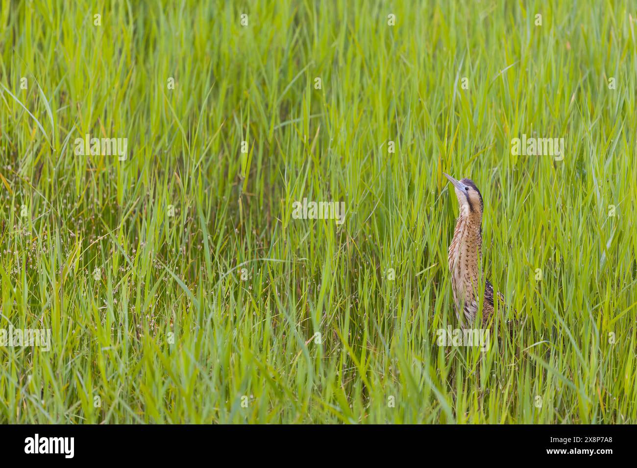 Great bittern Botaurus stellaris, adult male standing among fresh reeds, Minsmere RSPB reserve, Suffolk, England, May Stock Photo