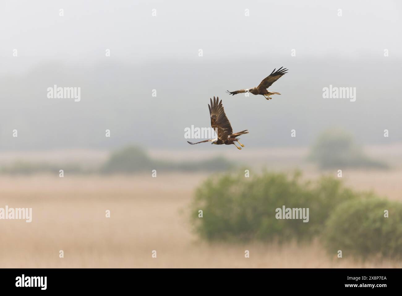 Marsh harrier Circus aeruginosus, adult pair flying, Minsmere RSPB reserve, Suffolk, England, May Stock Photo