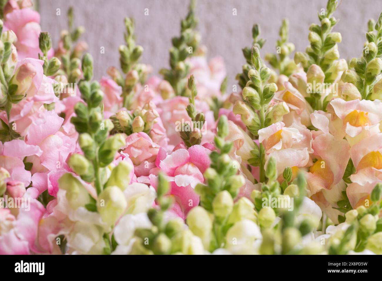 Beautiful pastel colored snapdragons. Snaps close up. Various colors ...