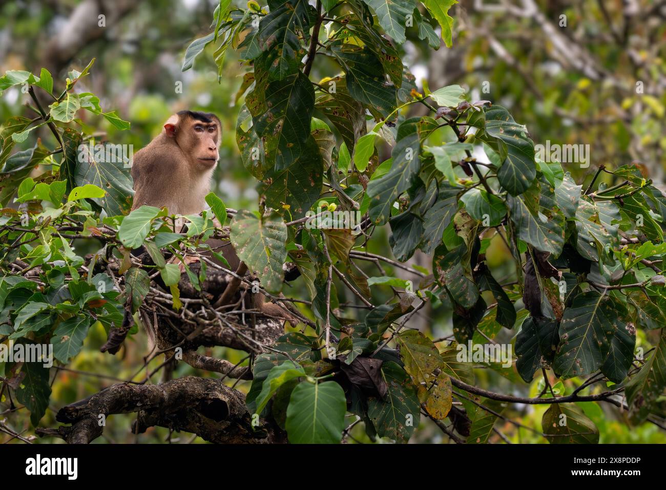 Southern Pig-tailed Macaque - Macaca nemestrina, large powerful macaque ...