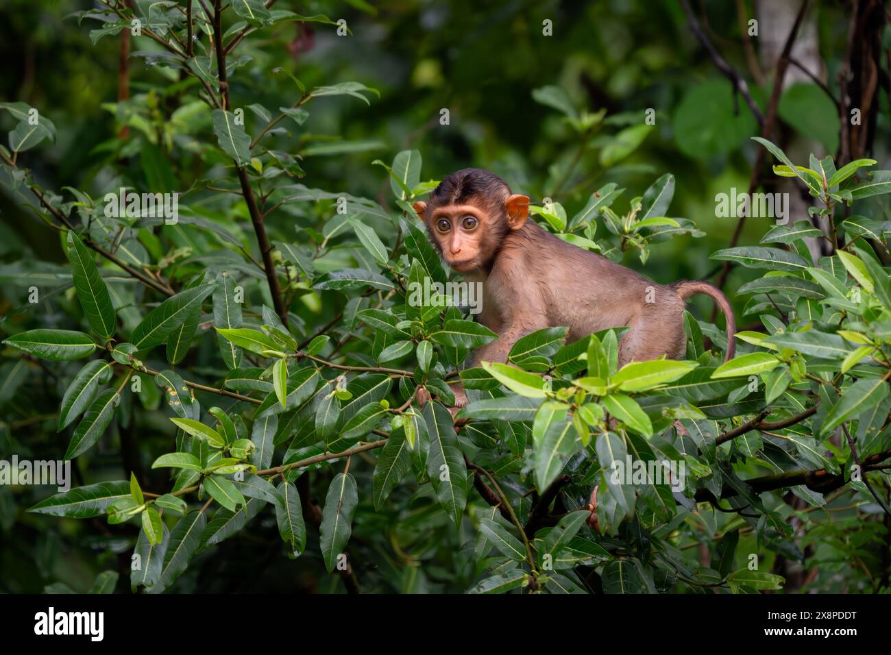 Southern Pig-tailed Macaque - Macaca nemestrina, large powerful macaque ...