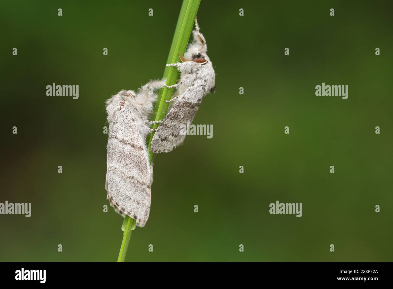 Pale Tussock Moths, Calliteara pudibunda, on a blade of grass Stock ...