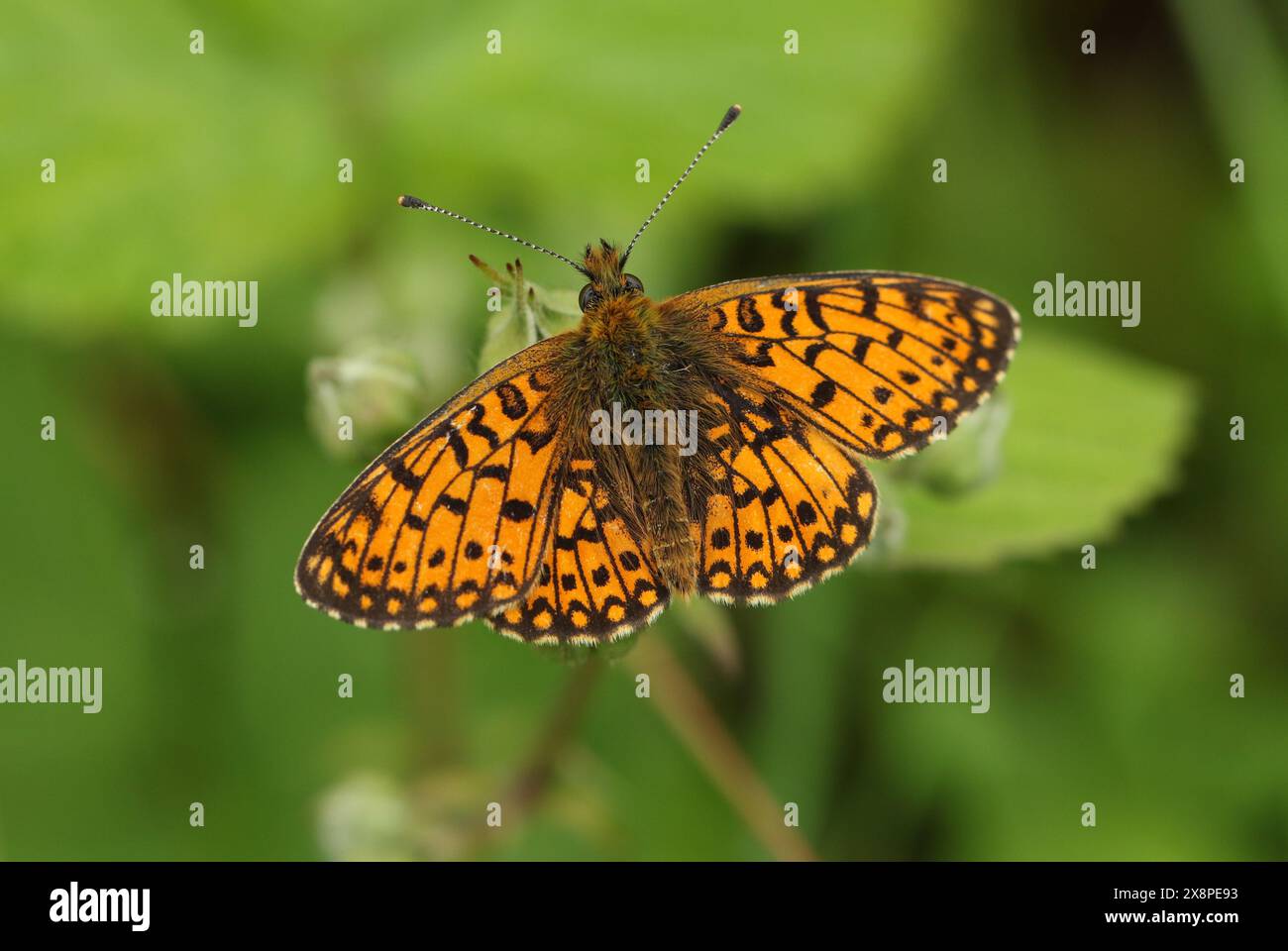 A rare Small Pearl-bordered Fritillary, Boloria selene, resting on a Blackberry flower in a woodland clearing. Stock Photo