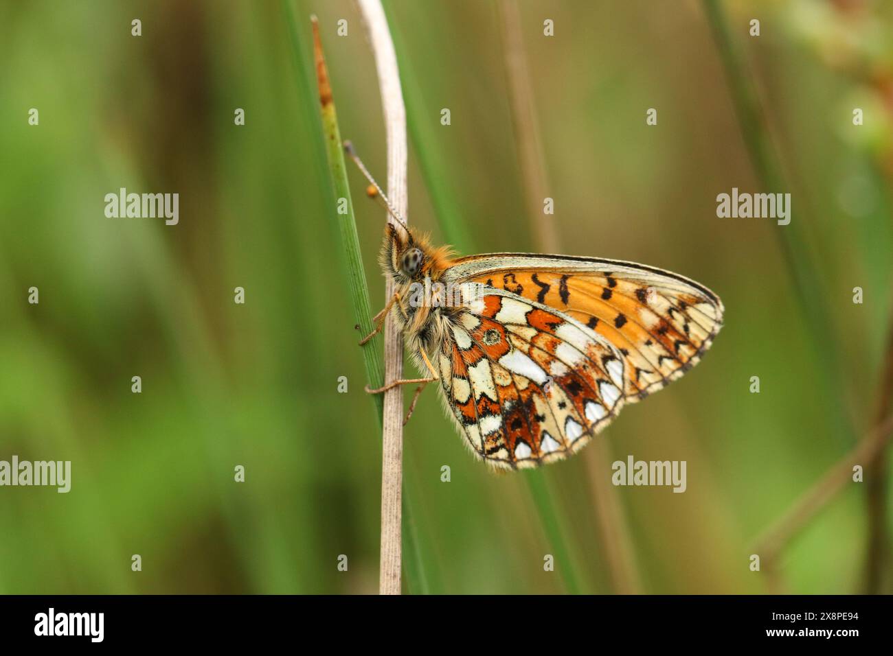 The side view of a rare Small Pearl-bordered Fritillary, Boloria selene, resting on a plant stem in a woodland clearing. Stock Photo
