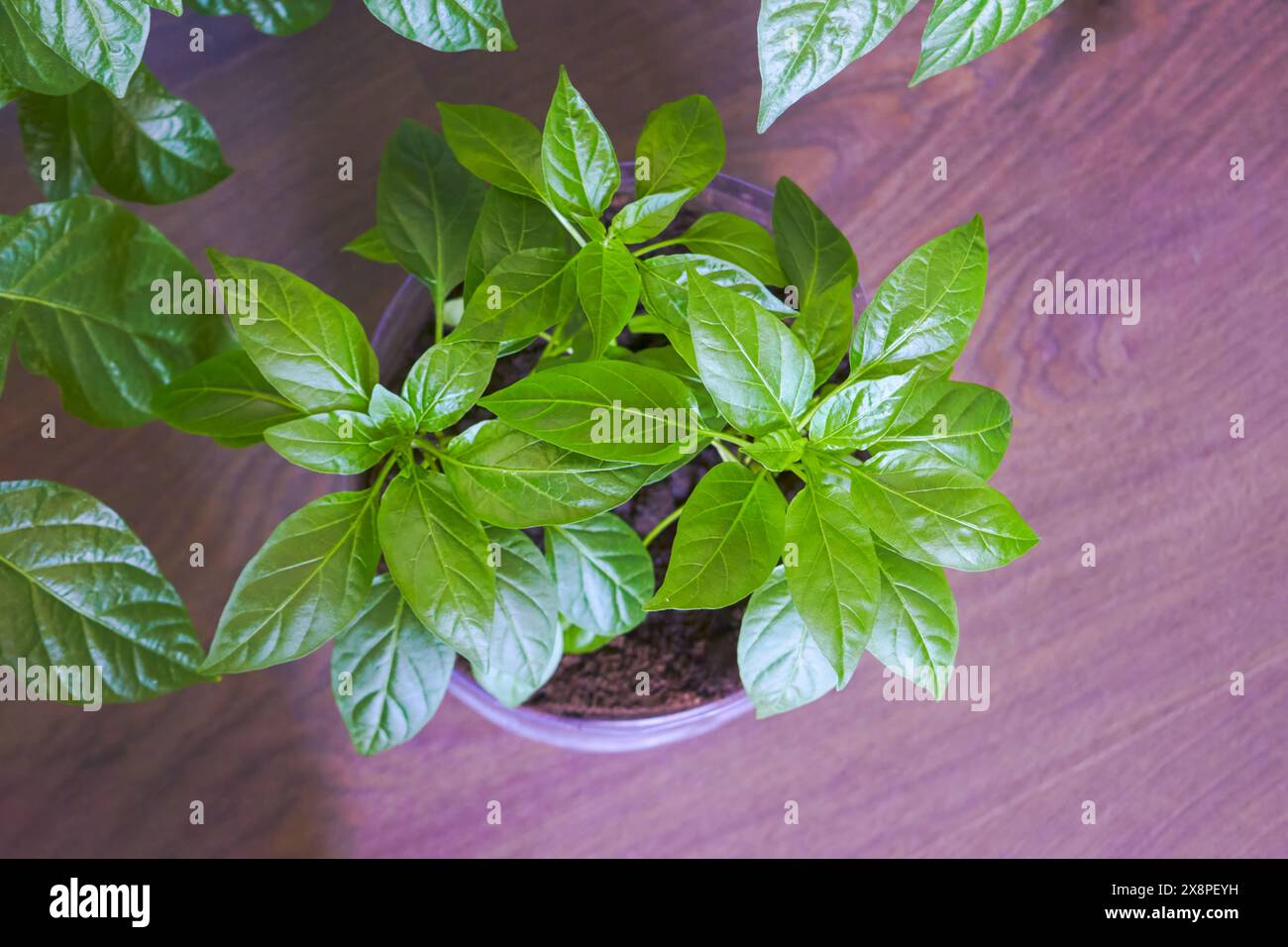 Sprout of Habanero Chili Pepper Plant Grown from Seed. Pepper Sprout. Homegrown organic plant. Stock Photo