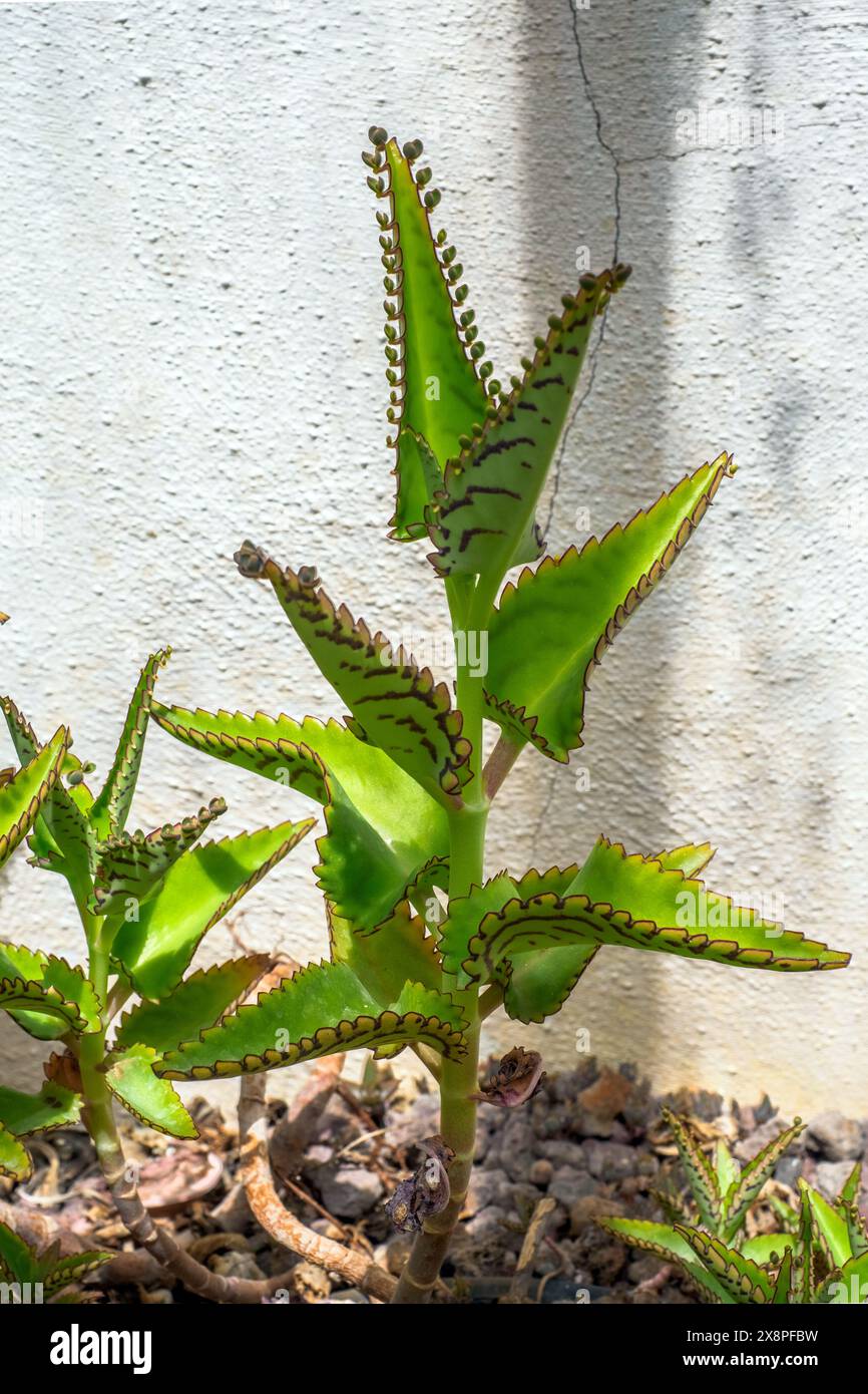 Kalanchoe daigremontiana Raym- Hamet & H. Perrier (crassulaceae) - Native Range SW Madagascar Stock Photo