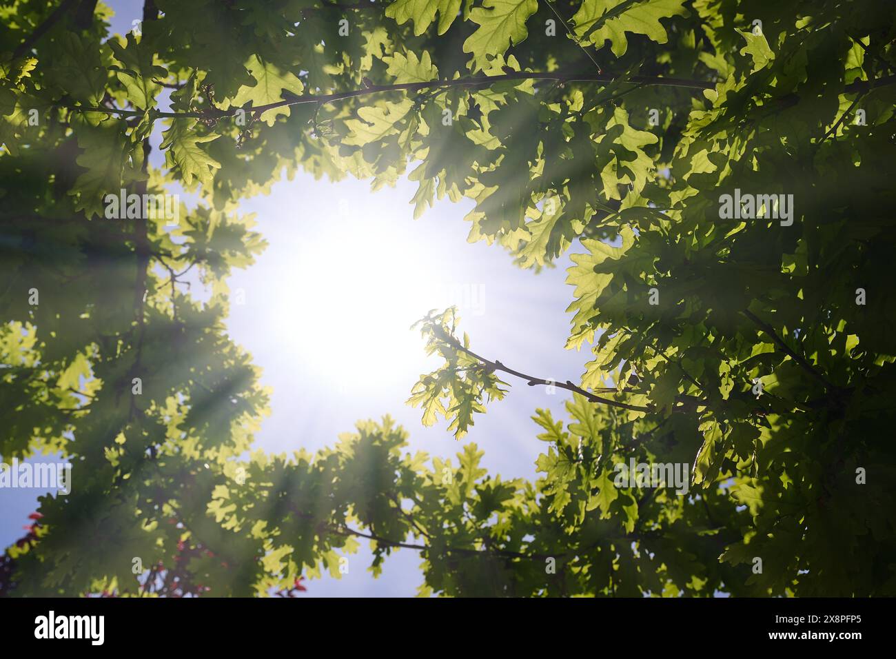 Oak tree sun rays hi-res stock photography and images - Alamy