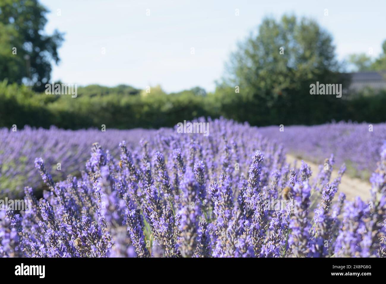 The aromatic lavender plants in the field in Europe. Blossom of fresh purple flowers in sunny day blue sky natural background wallpaper. Stock Photo