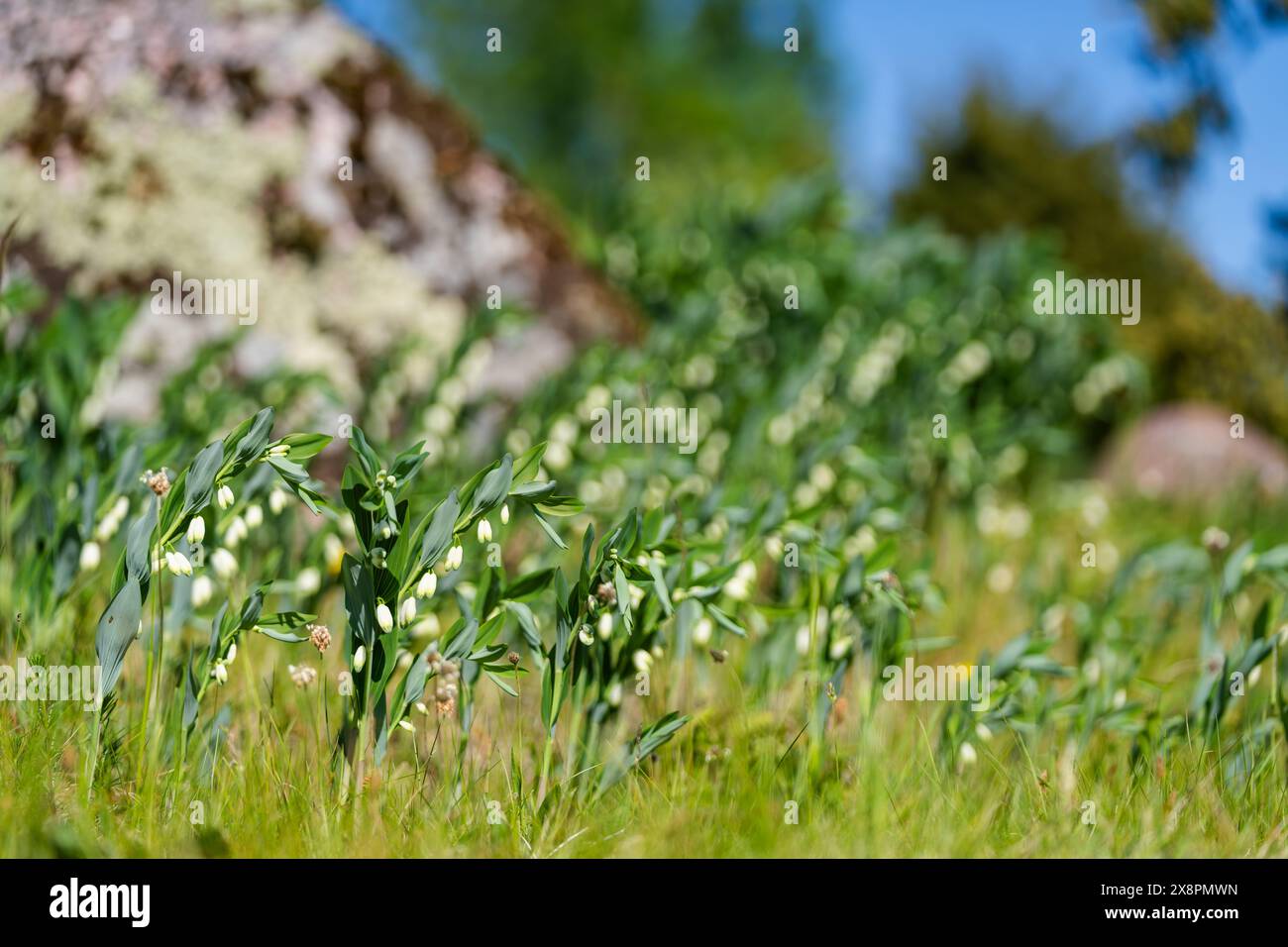 Wildflower background. Flower of the Polygonatum odoratum, known as angular Solomons seal or scented Solomons seal. Solomon's seal white flowers. Sele Stock Photo
