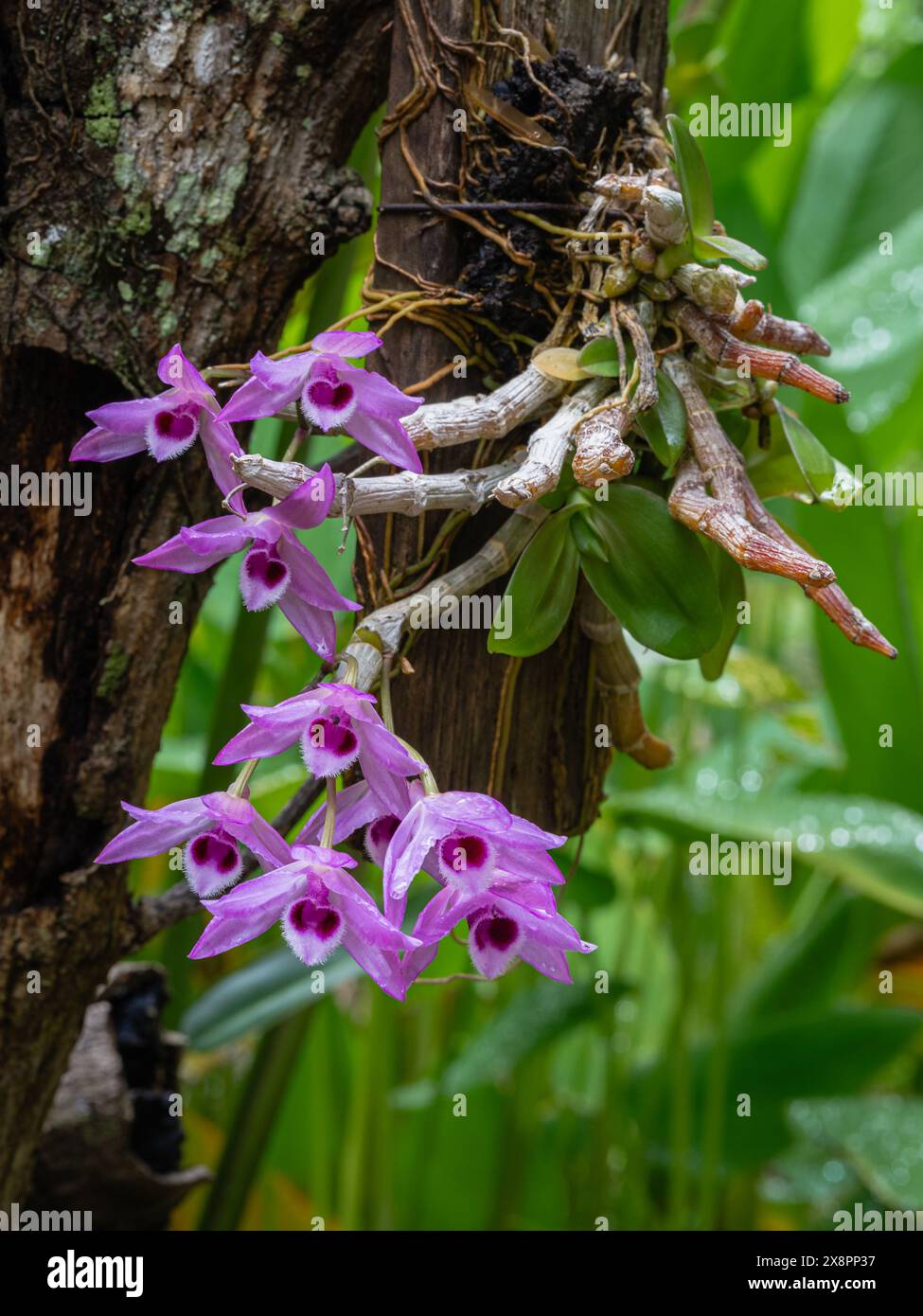 Closeup view of purple and white flowers of tropical epiphytic orchid species dendrobium lituiflorum blooming outdoors after rain Stock Photo