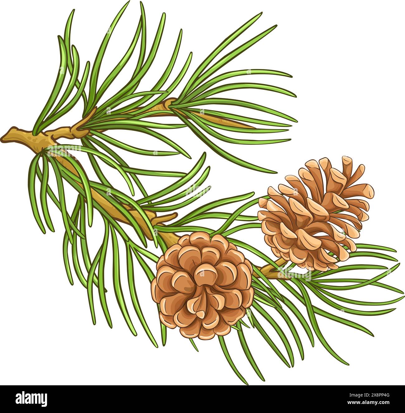 Pine Branch Colored Detailed Illustration Stock Vector Image & Art - Alamy