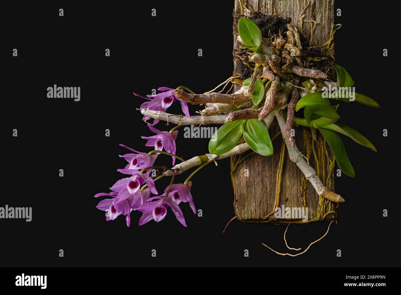 Closeup view of colorful purple and white flowers of tropical epiphytic orchid species dendrobium lituiflorum isolated on black background Stock Photo