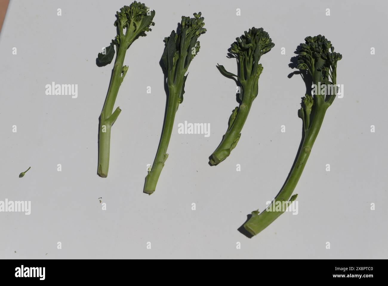 Bimi a new kind of vegetable also known as baby broccoli, asparagus