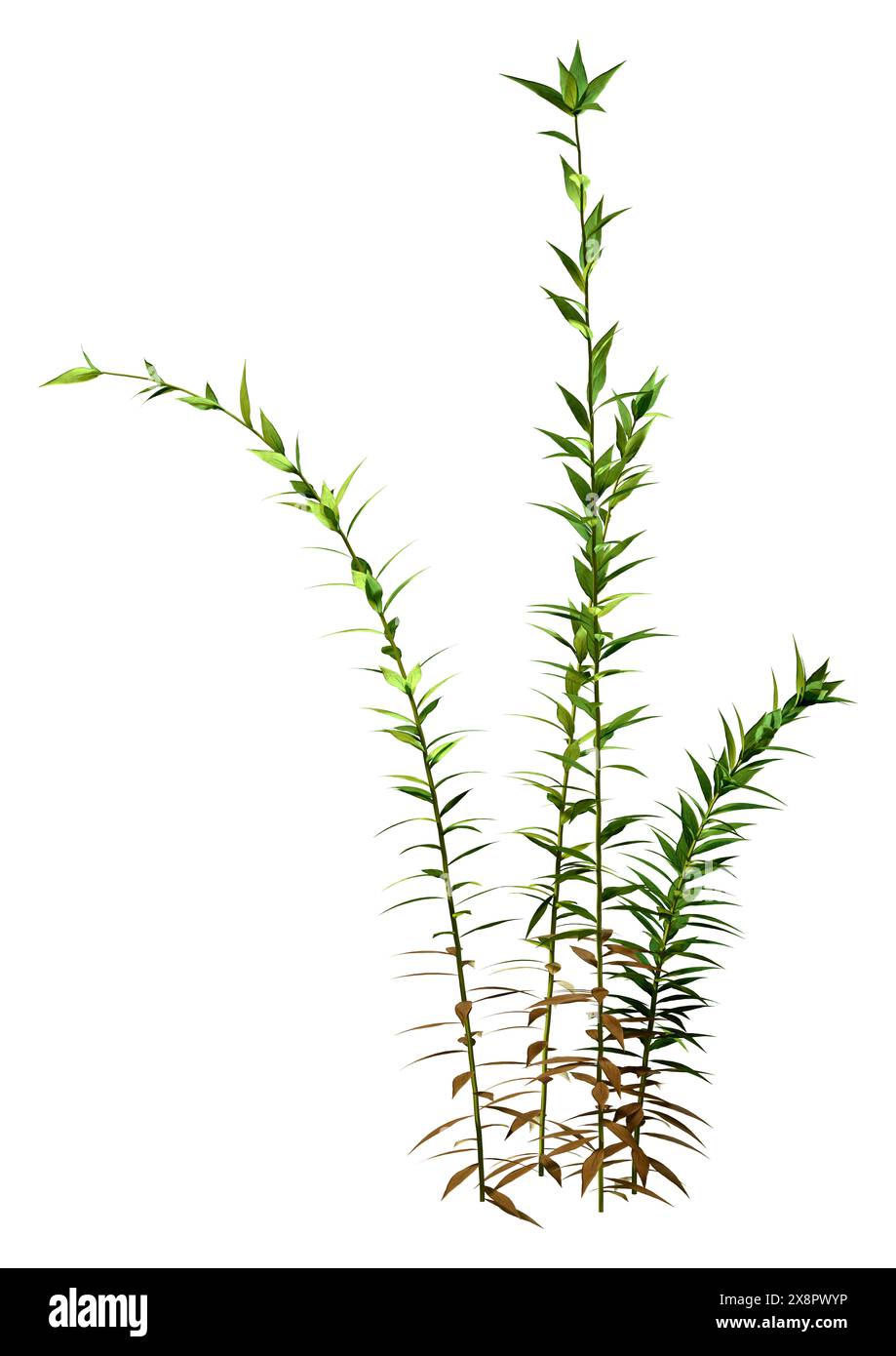 3D rendering of Solidago canadensis or Canadian goldenrod plants isolated on white background Stock Photo