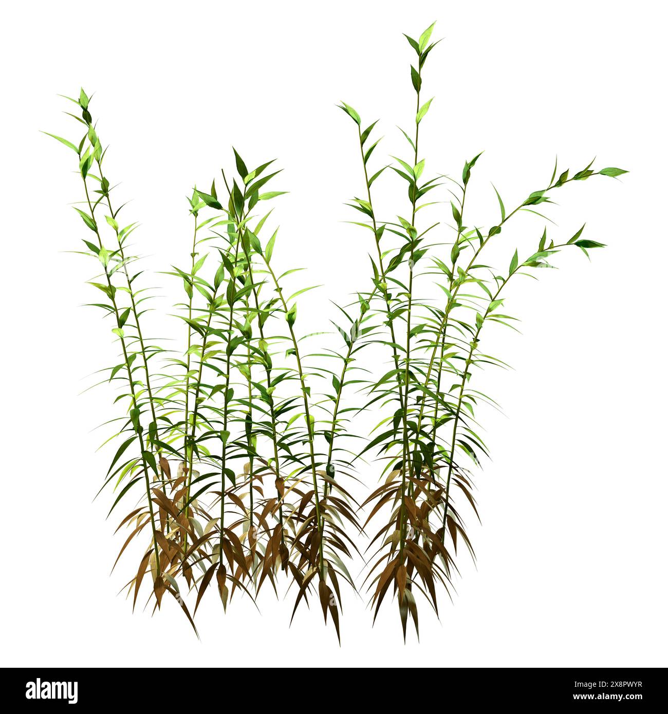 3D rendering of Solidago canadensis or Canadian goldenrod plants isolated on white background Stock Photo