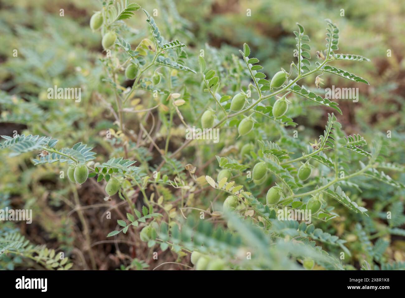 Indian chickpeas Farming , green and fresh chickpeas Stock Photo - Alamy