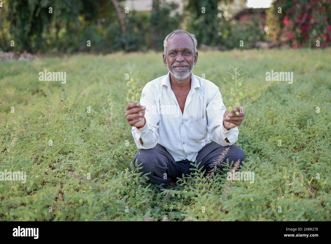 Indian happy farmer in a chickpea farm Stock Photo - Alamy
